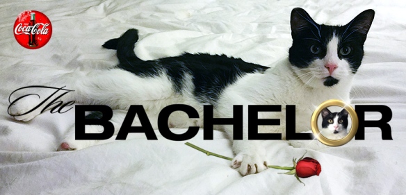 Bachelor-Ad_Steve